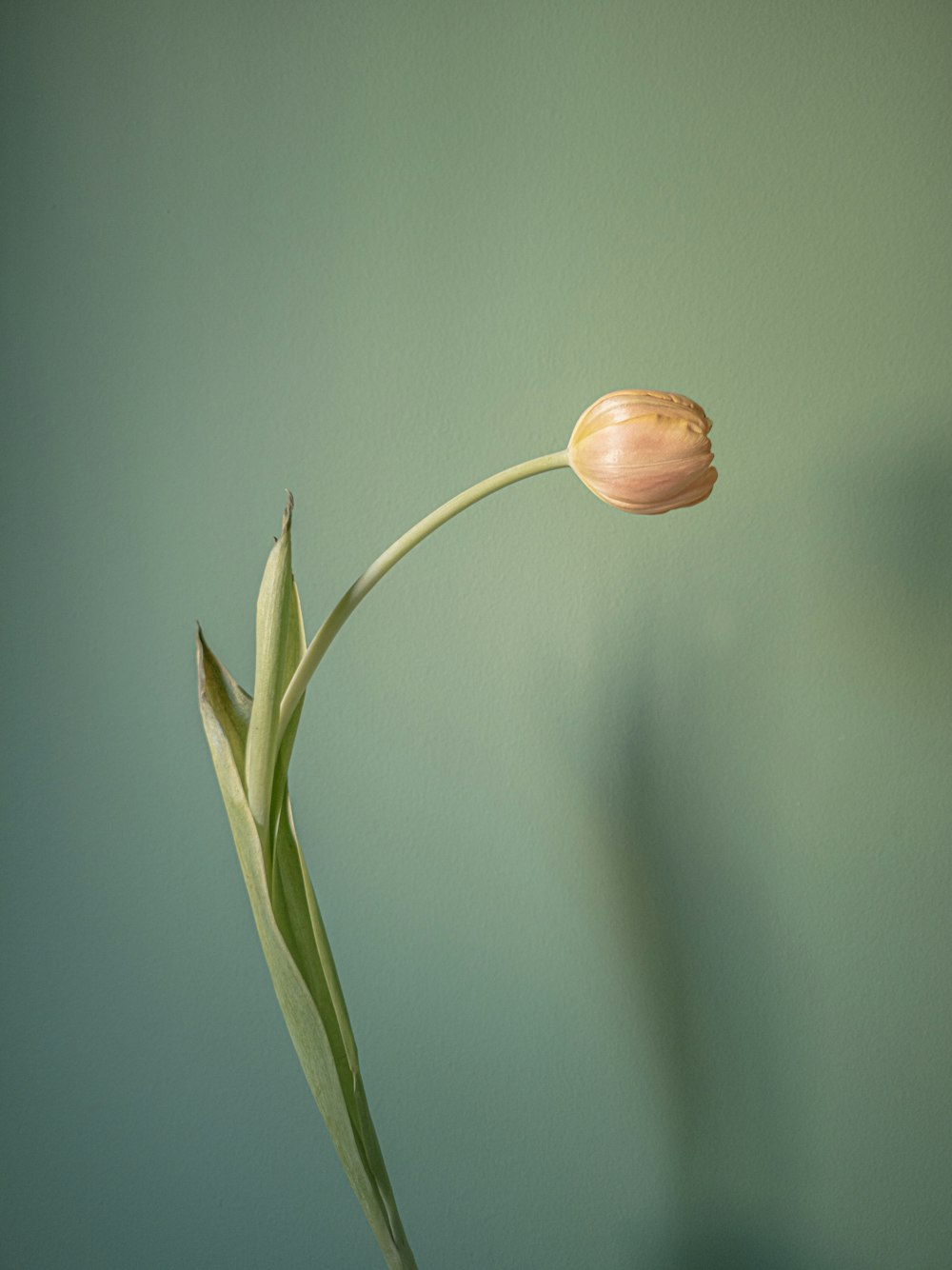 brown flower bud in tilt shift lens