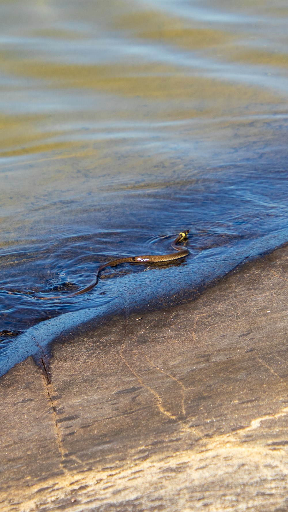 serpiente marrón y negra sobre arena marrón