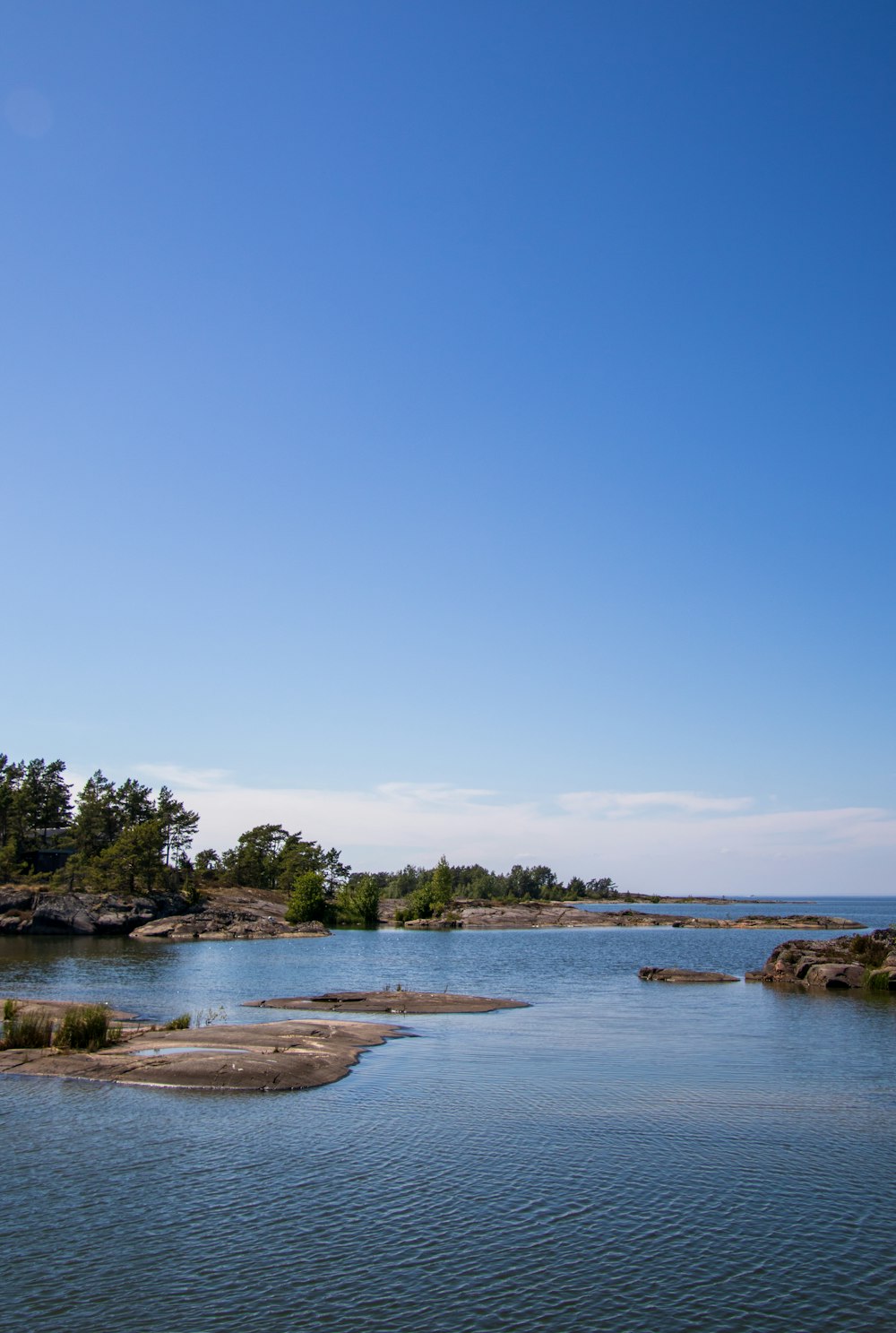 green trees near body of water during daytime