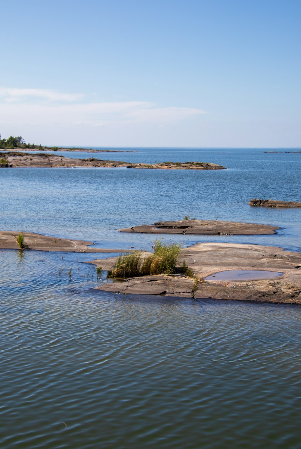 erba verde sullo specchio d'acqua durante il giorno