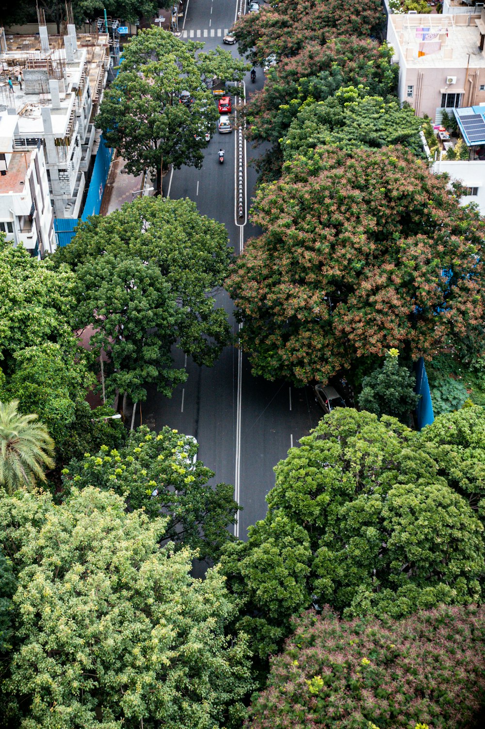 green tree near blue building