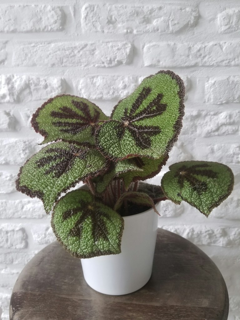 Everyday Ceramic Planter