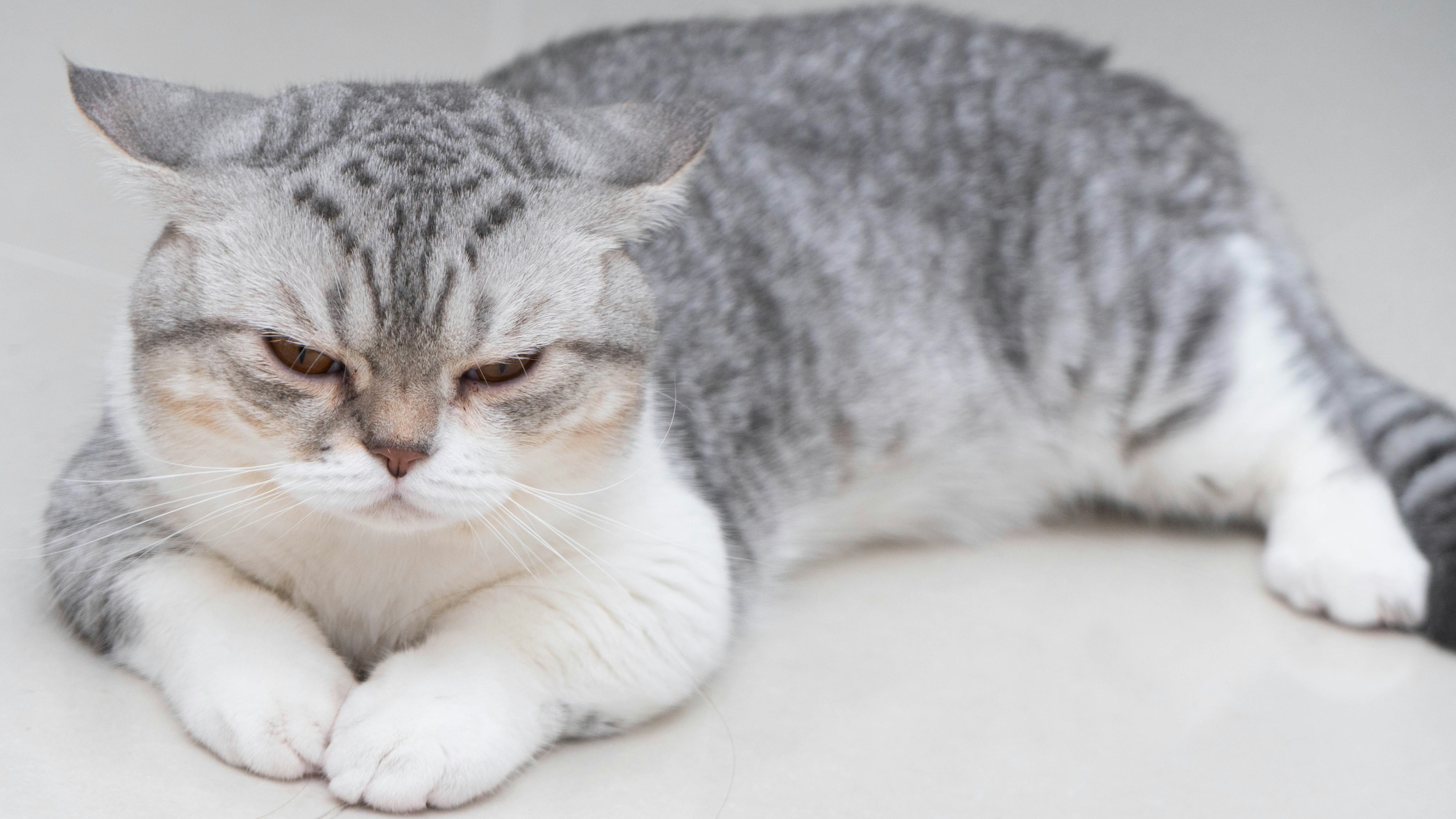 Photo by dongphuchaitrieu