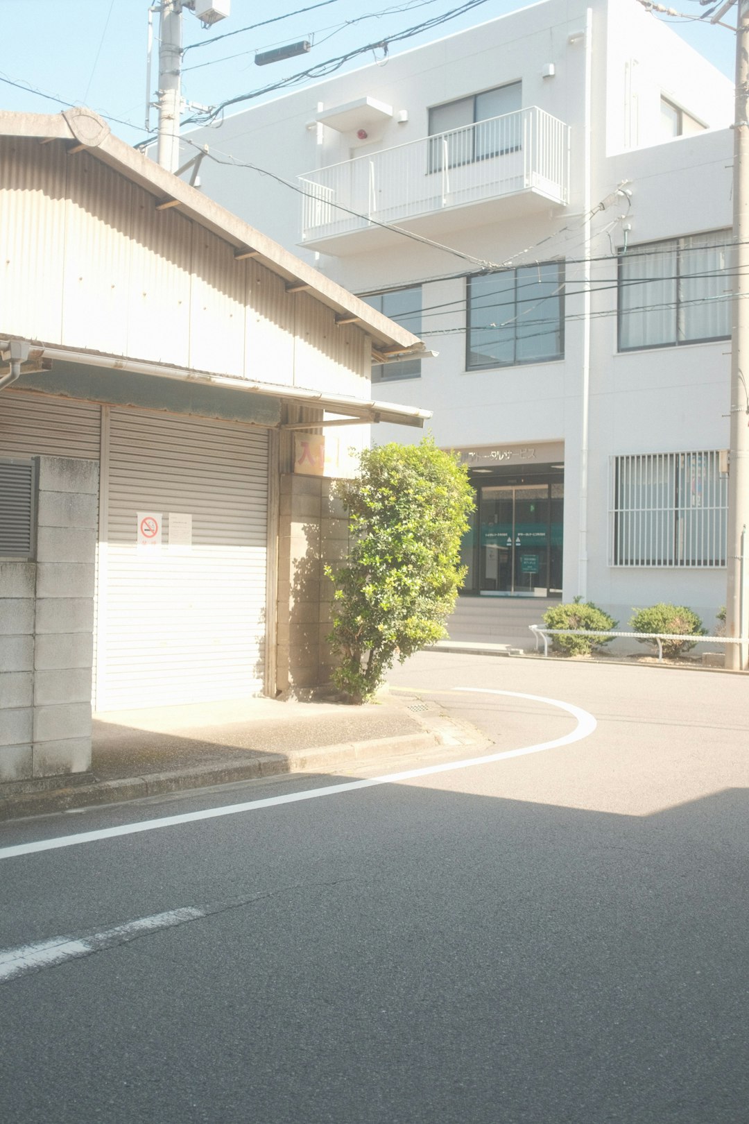 green tree beside white concrete building during daytime