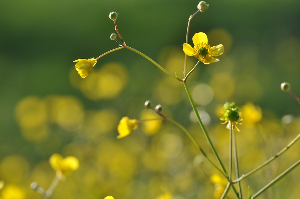 yellow flowers in tilt shift lens