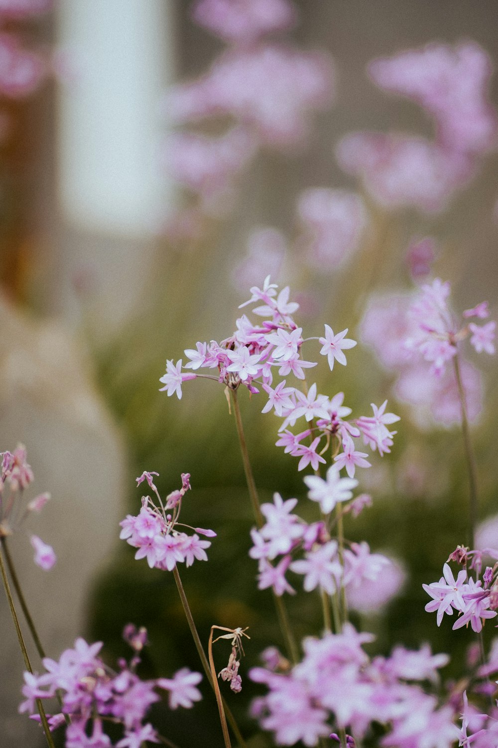 pink flowers in tilt shift lens