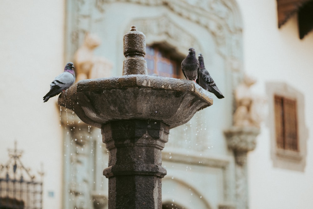 black and white bird on brown concrete outdoor fountain during daytime