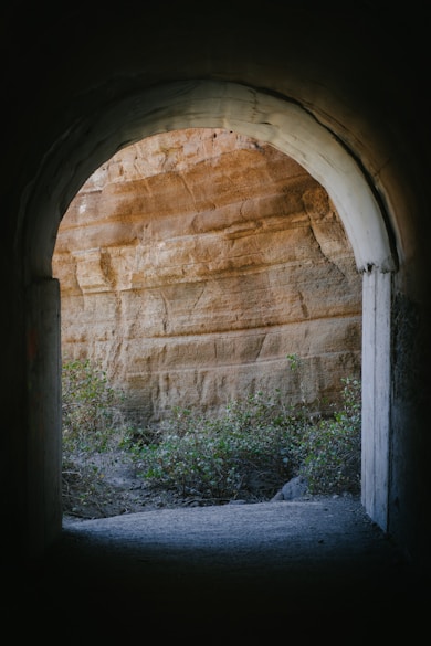 green plants on brown concrete tunnel during daytime