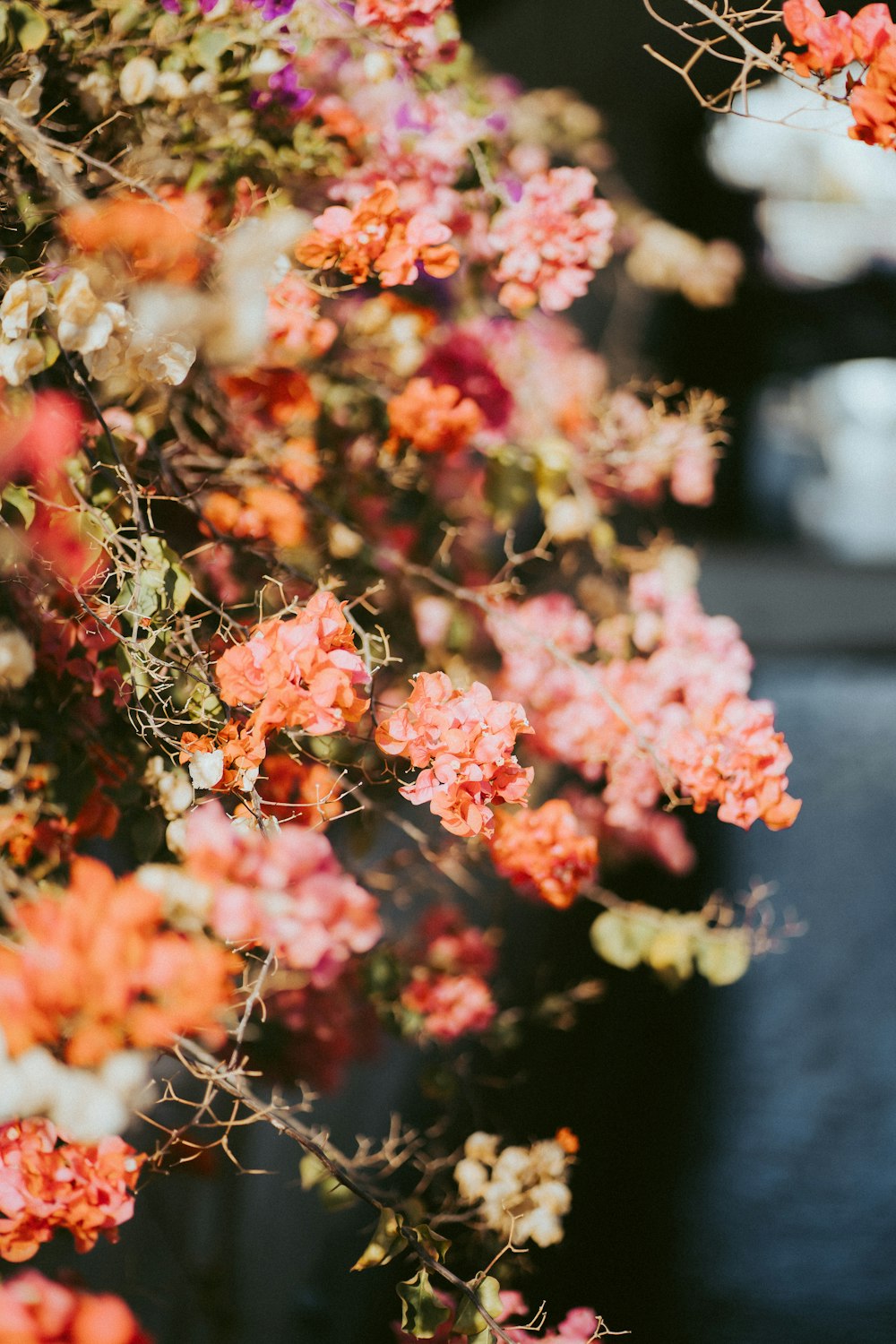 pink flowers in tilt shift lens