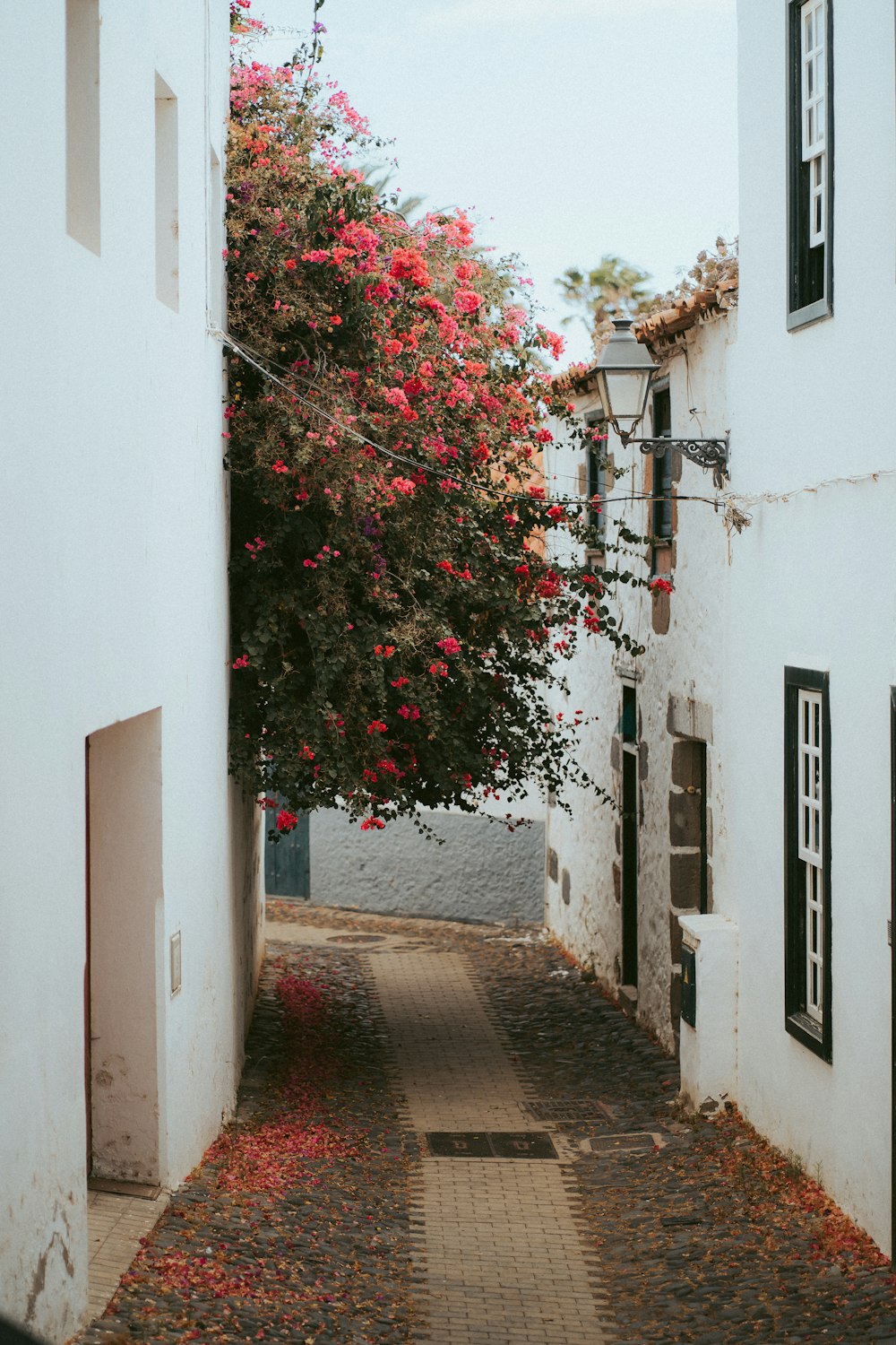 red and green leaf plant on white concrete building