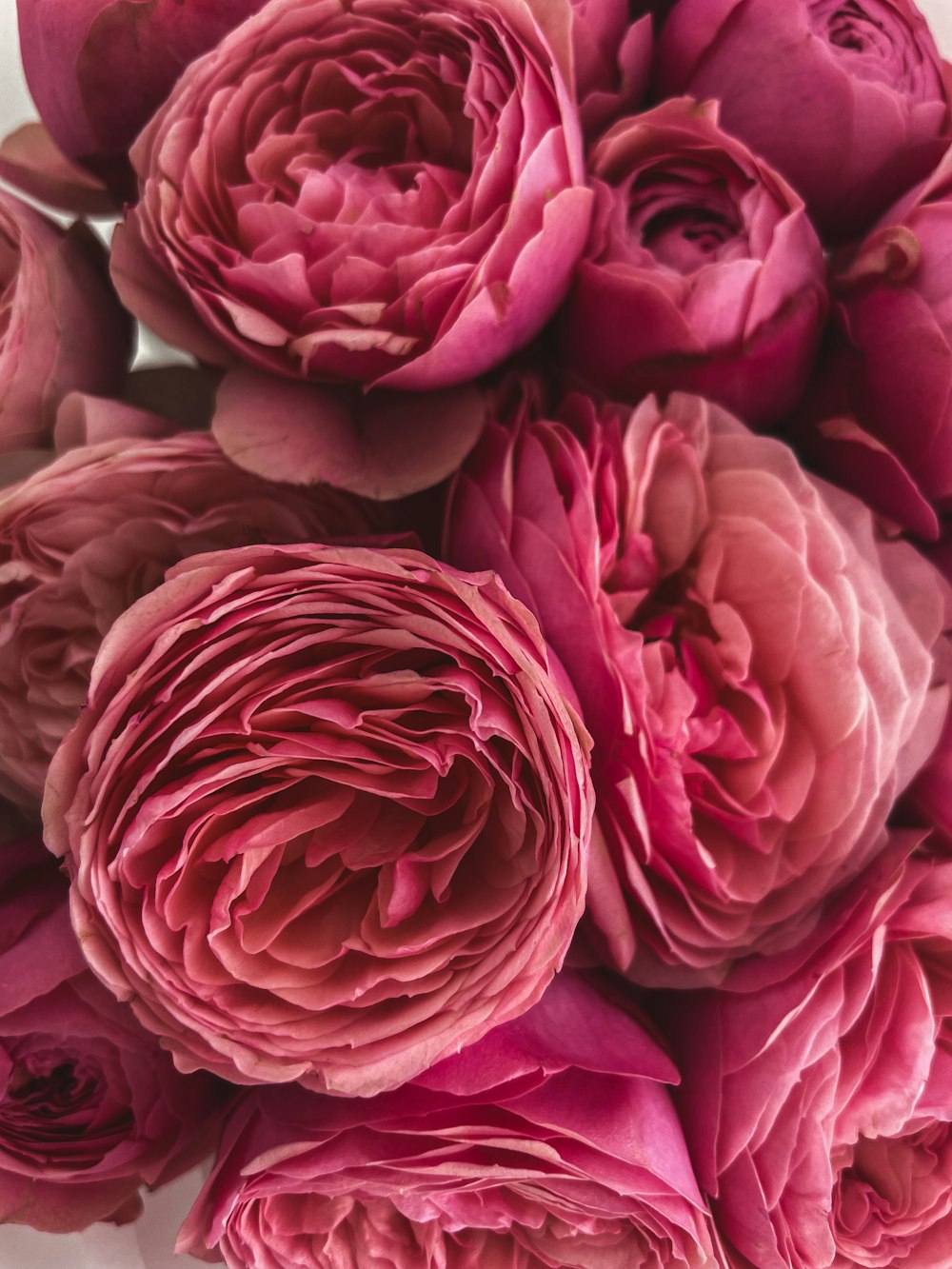 pink roses in close up photography