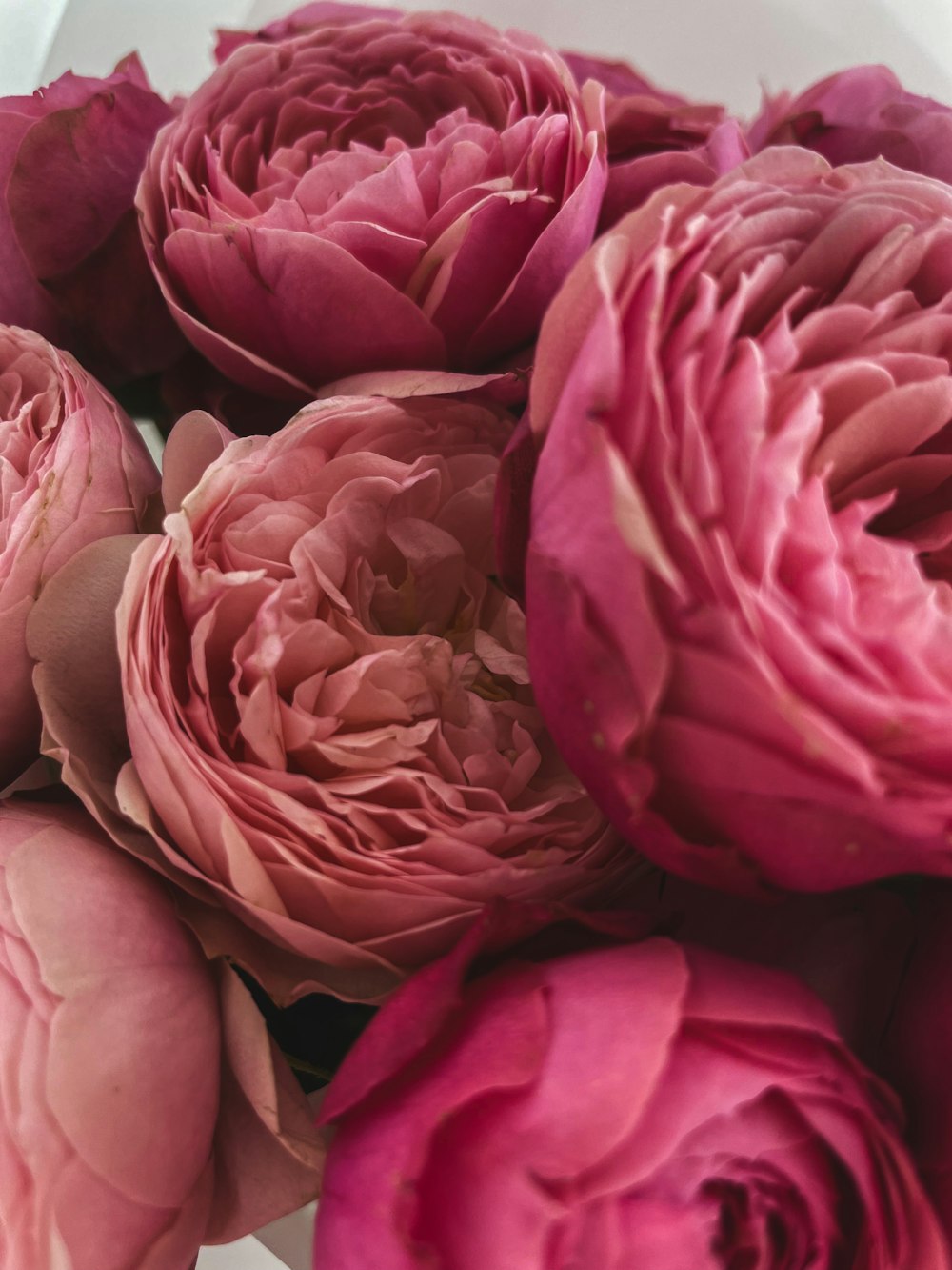 pink roses in close up photography