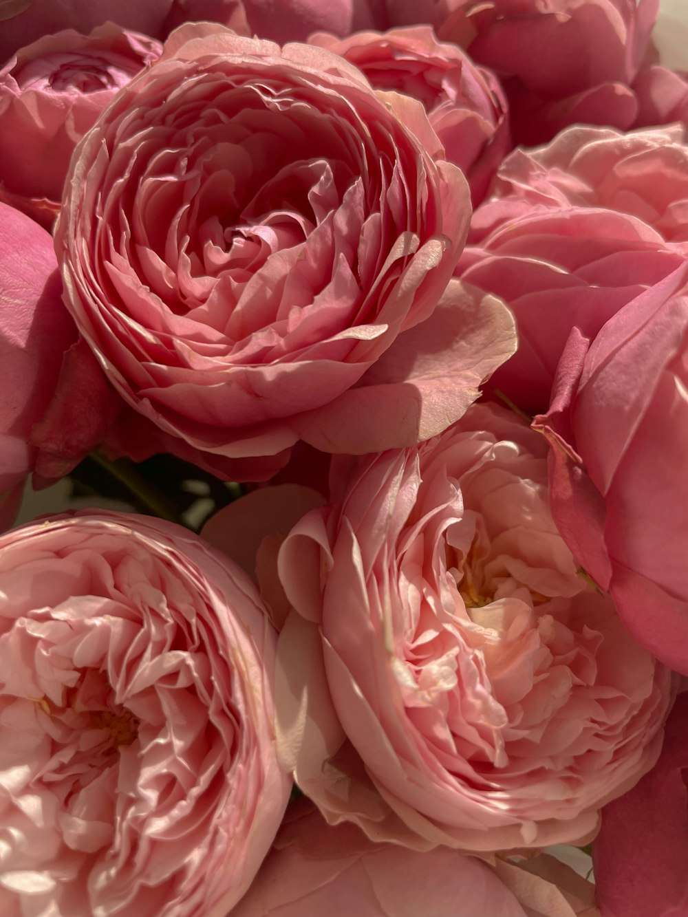 pink roses in close up photography