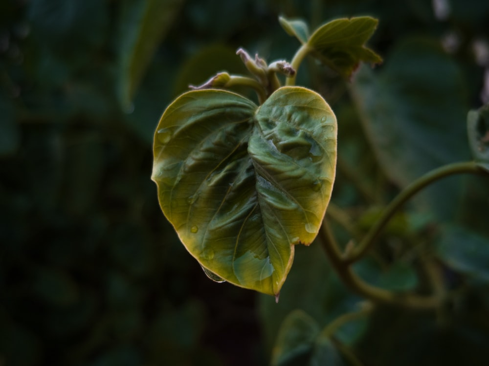 yellow and green flower in close up photography