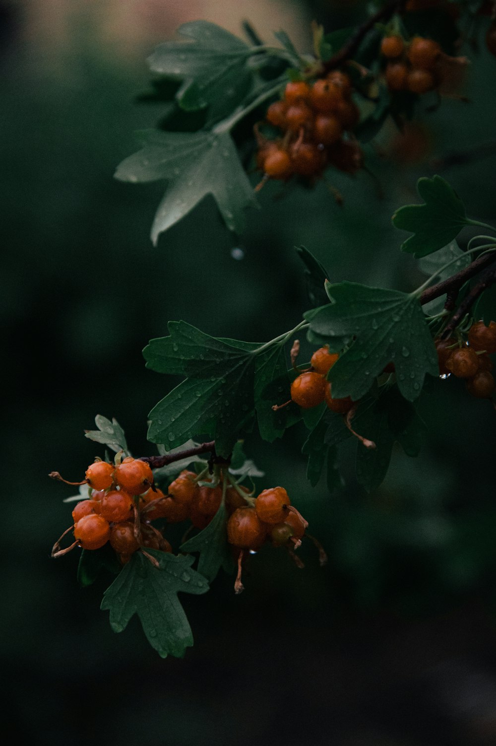 green leaves with orange fruits