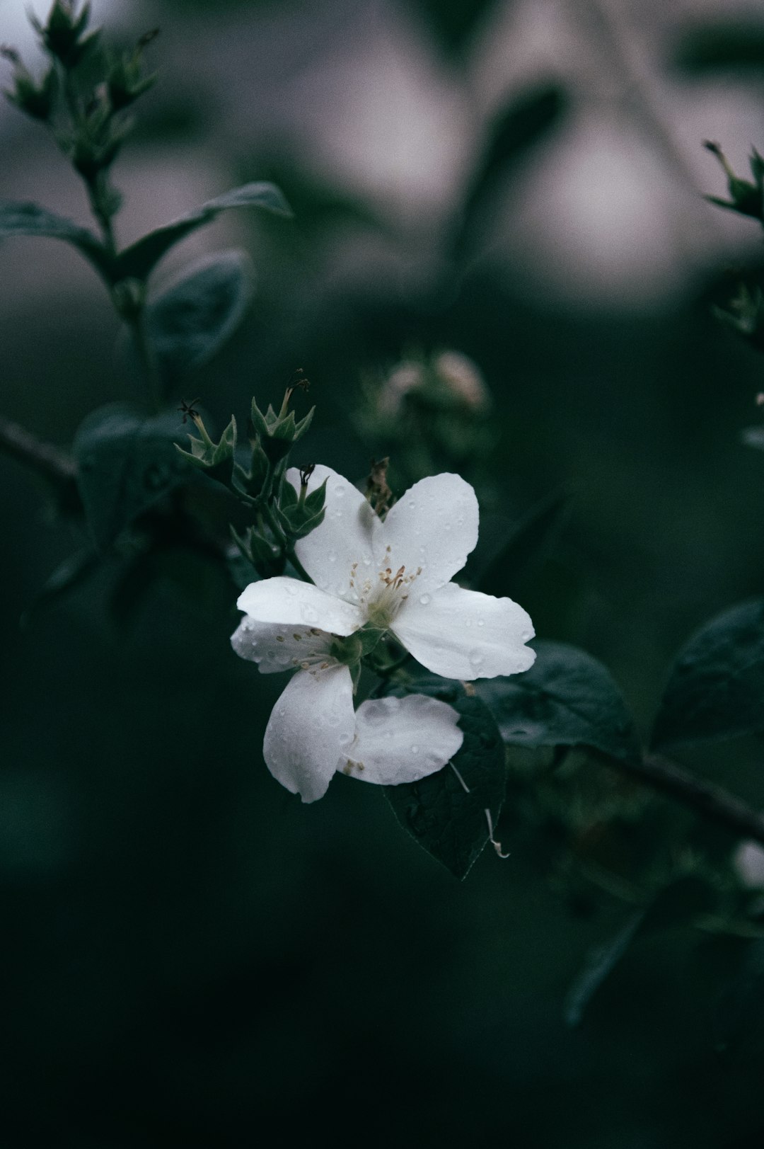 white flower with green leaves