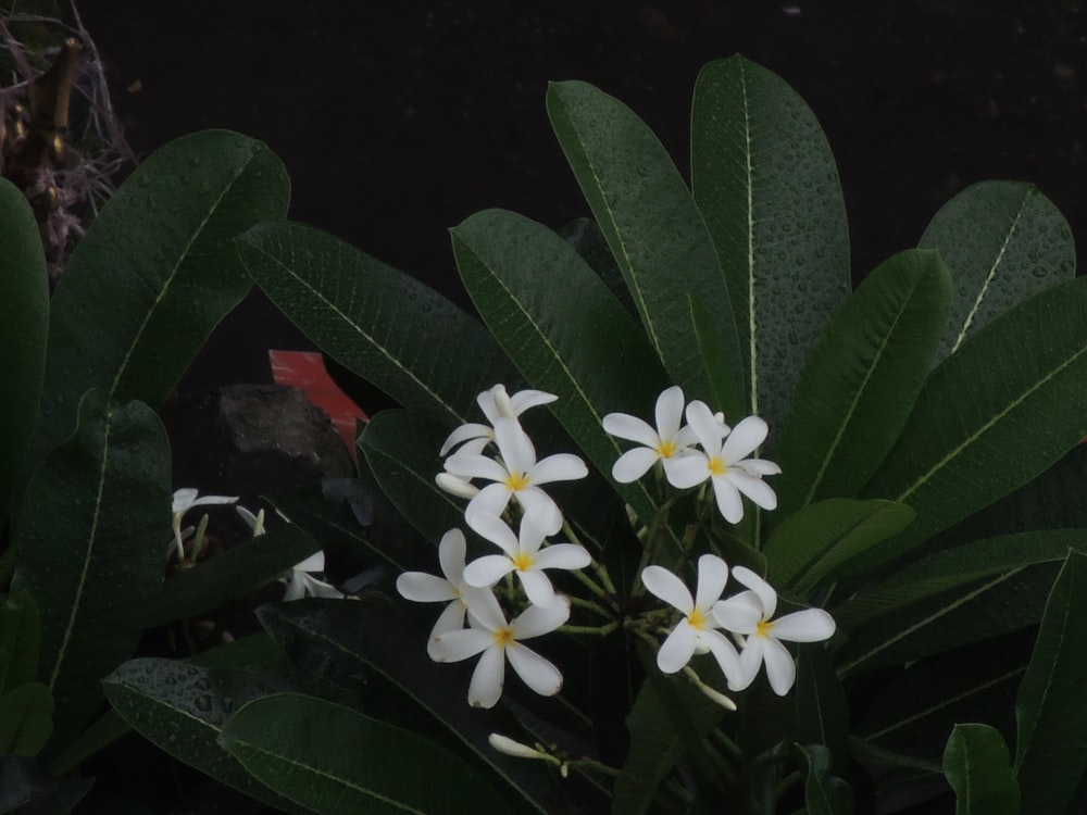 white and yellow flowers with green leaves
