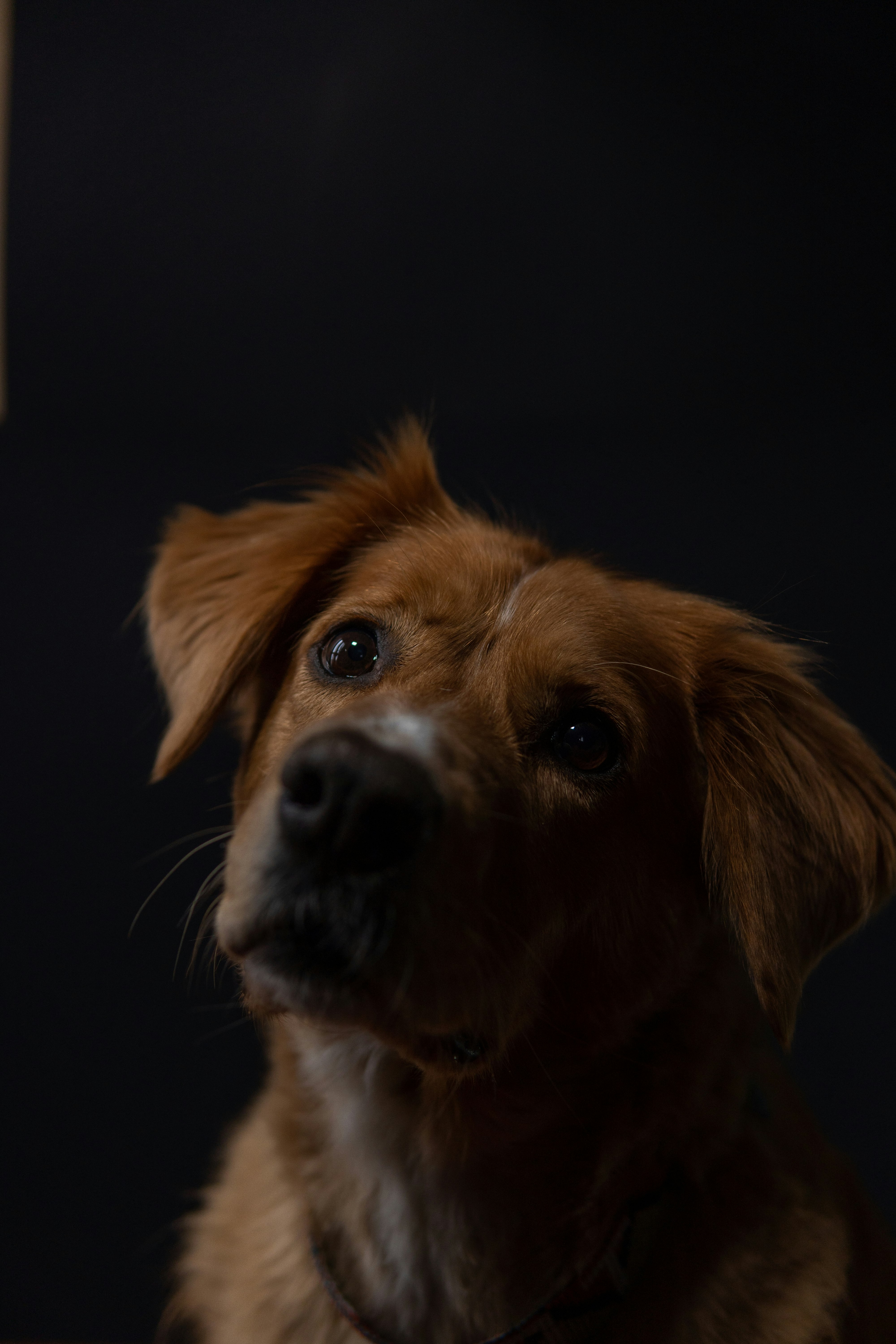 brown and white short coated dog