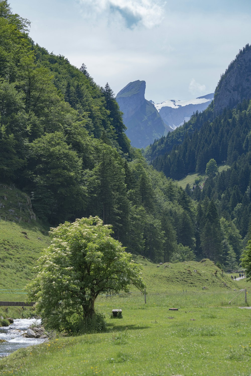 green trees on green grass field during daytime