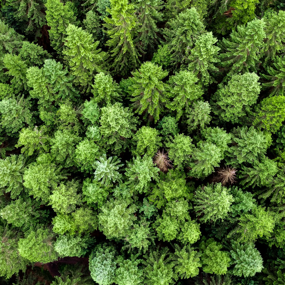 Planta de helecho verde durante el día