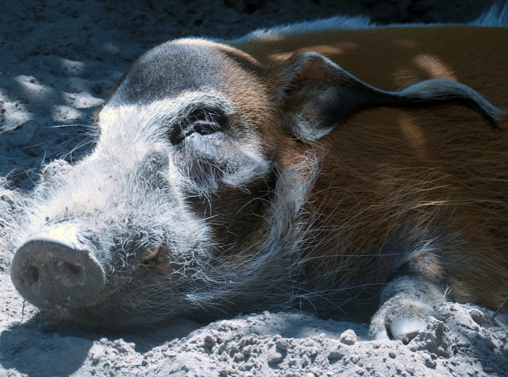 brown and white cow on brown sand during daytime