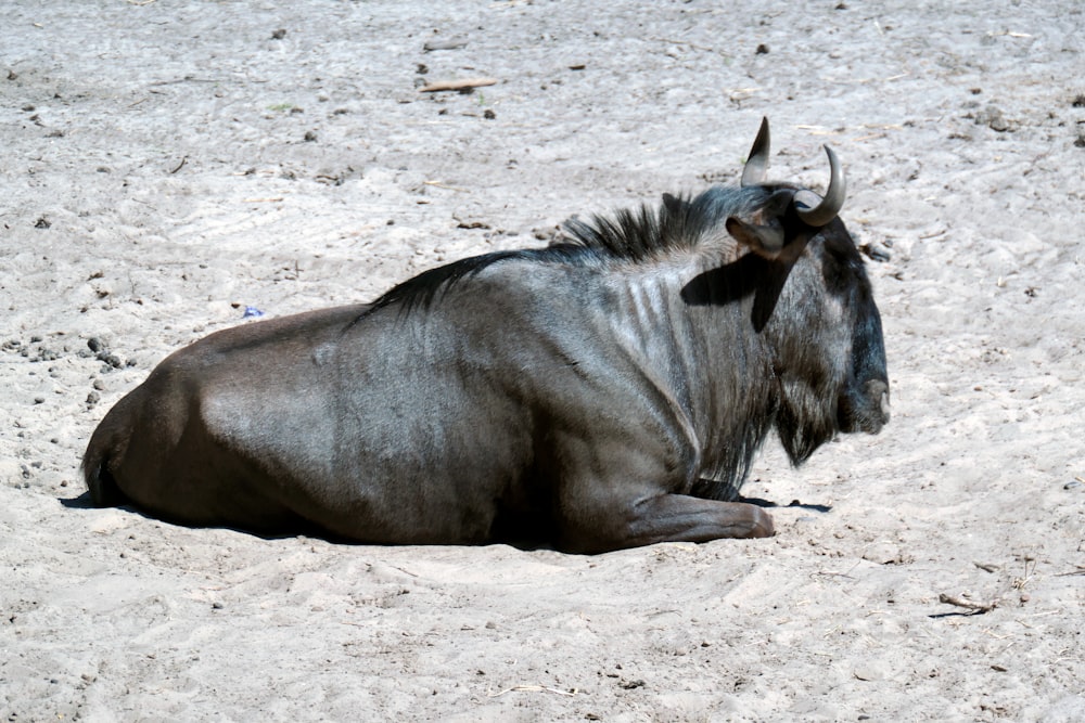 Vache brune couchée sur le sol pendant la journée