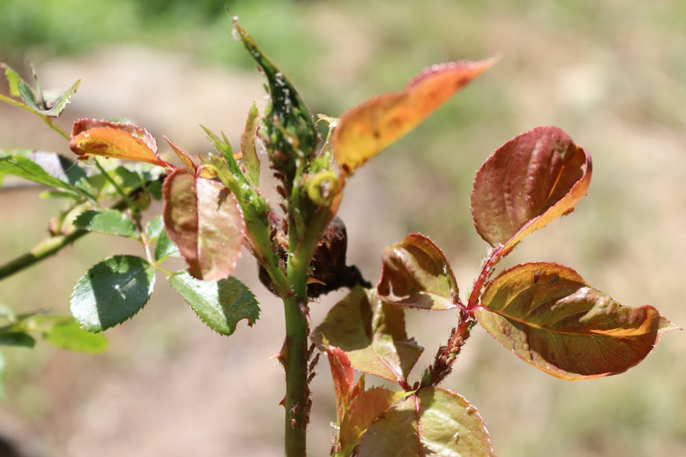 green and brown leaves in tilt shift lens