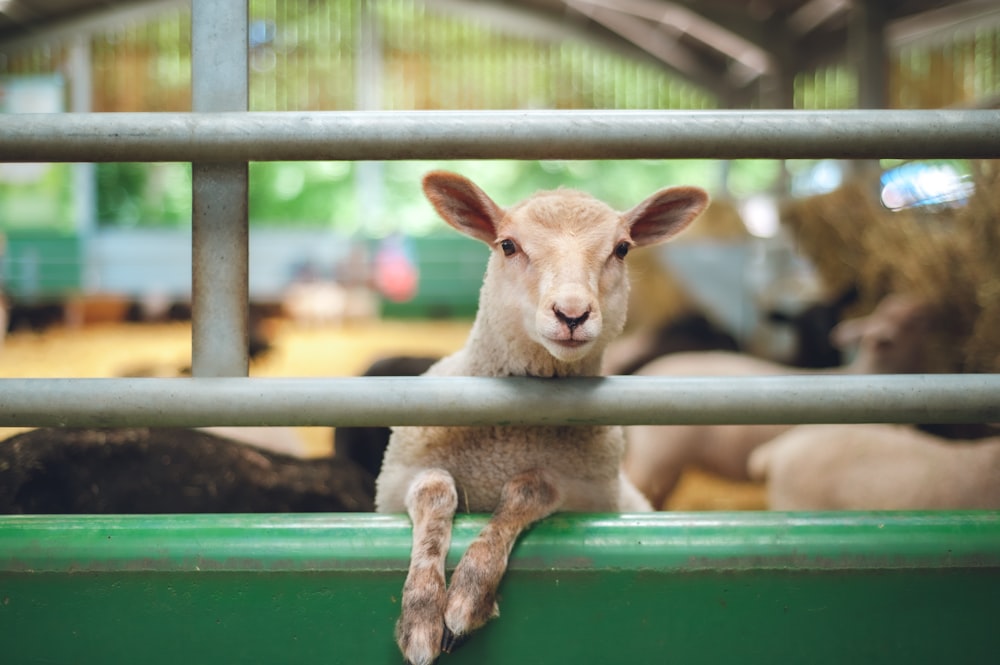 brown goat on blue metal cage