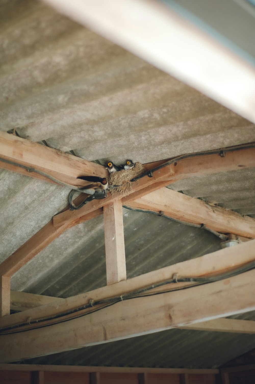 brown and black spider on brown wooden ceiling