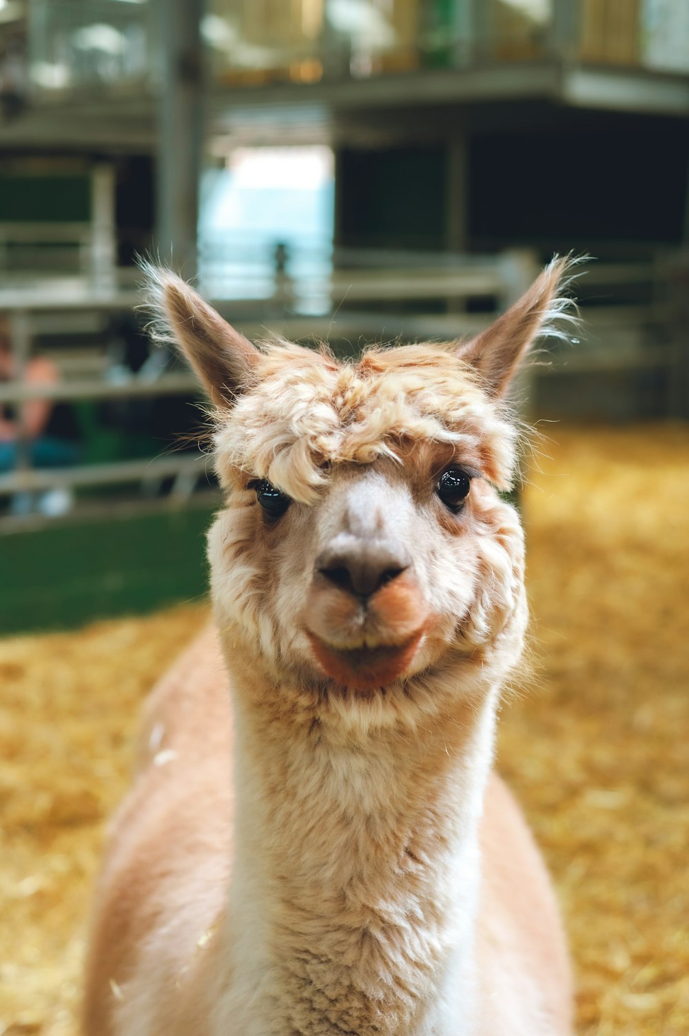 brown and white llama on green grass field during daytime