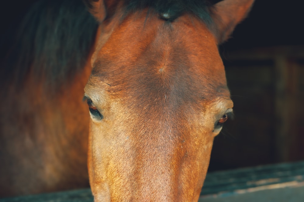 cavallo marrone in primo piano fotografia