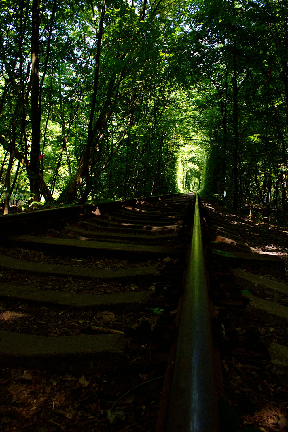 brown wooden stairs in the middle of the forest