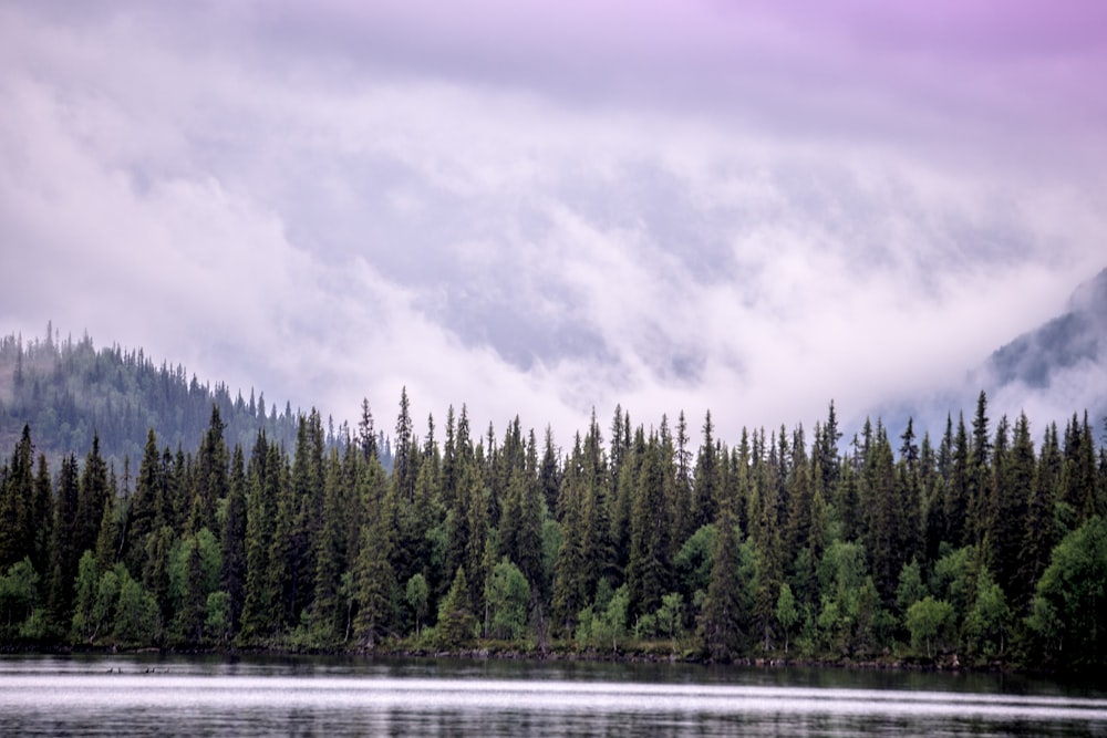 green trees near body of water under cloudy sky during daytime