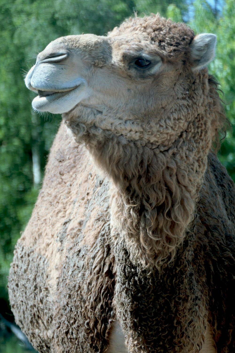 brown camel in close up photography during daytime