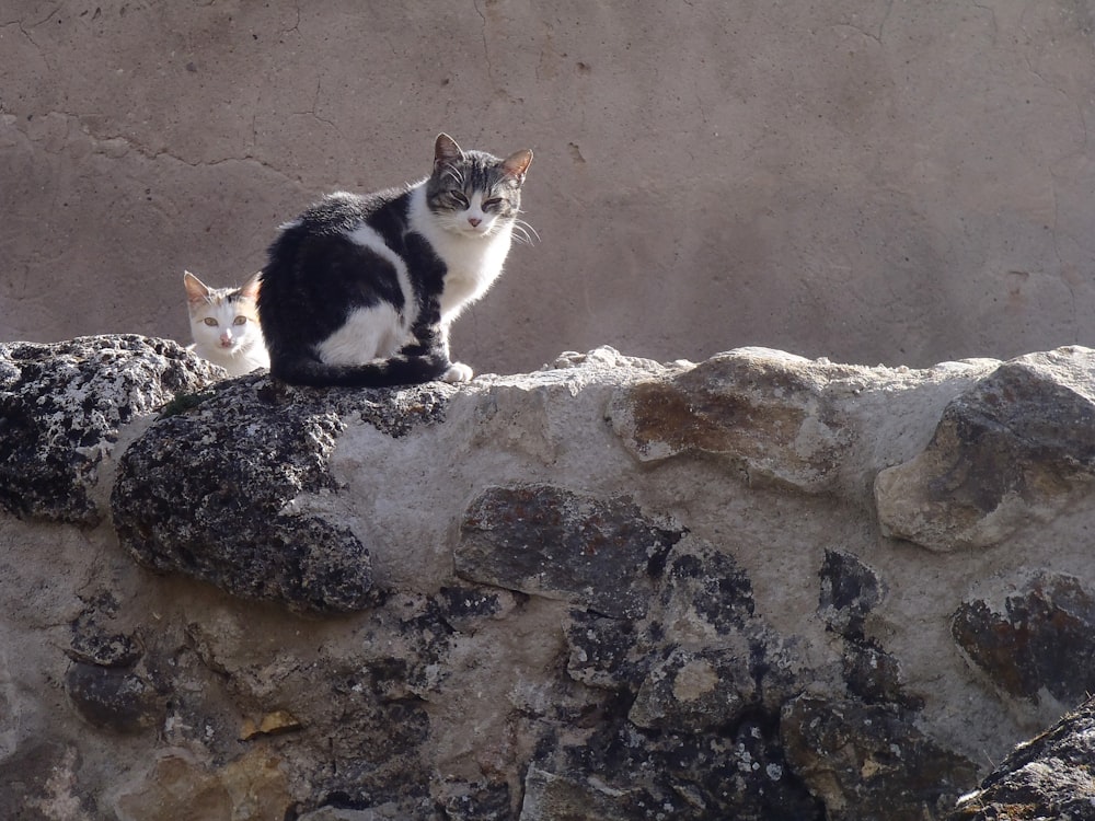 white and black cat on gray rock