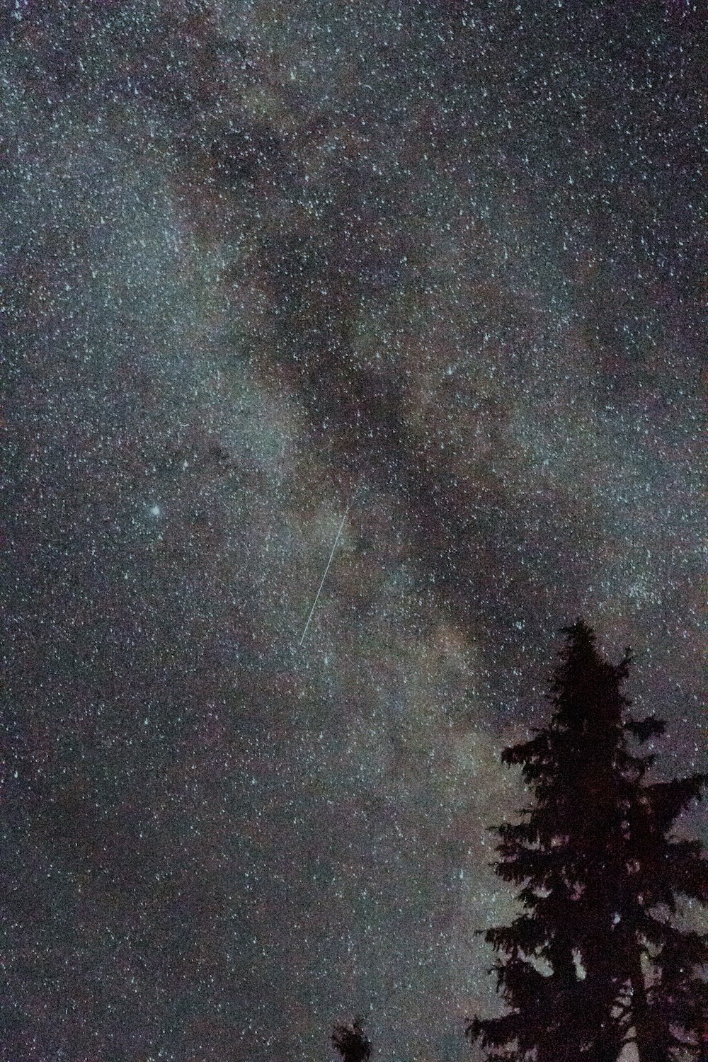 árboles verdes bajo la noche estrellada