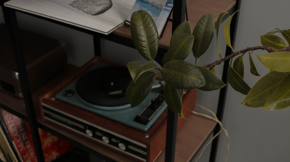 green plant on brown wooden table