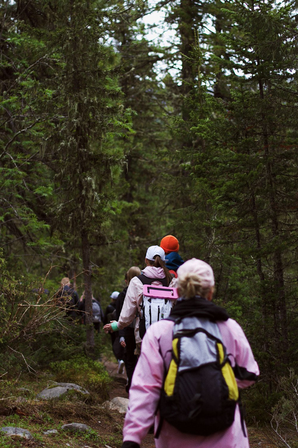 a group of people hiking through a forest