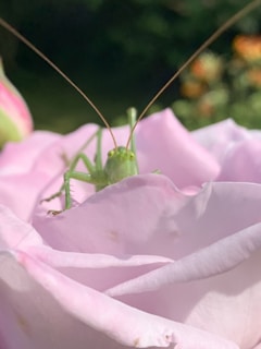 Illustrated friendly cricket mascot waving, surrounded by green leaves and soft pastel colors.