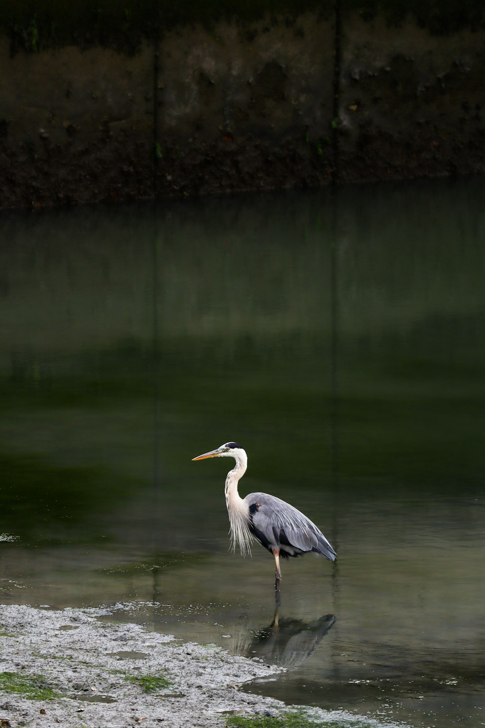 white stork on water during daytime
