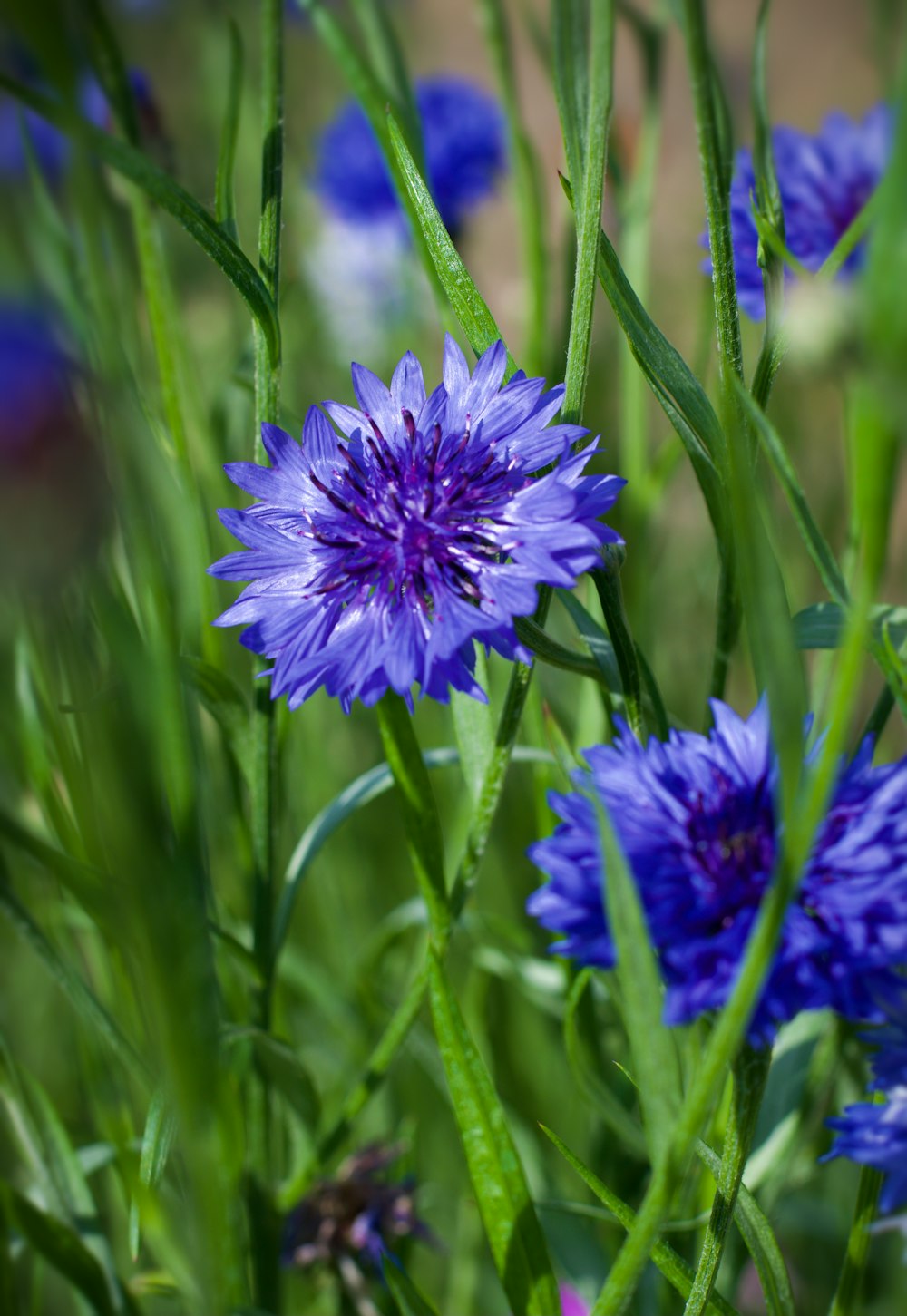 purple flower in tilt shift lens