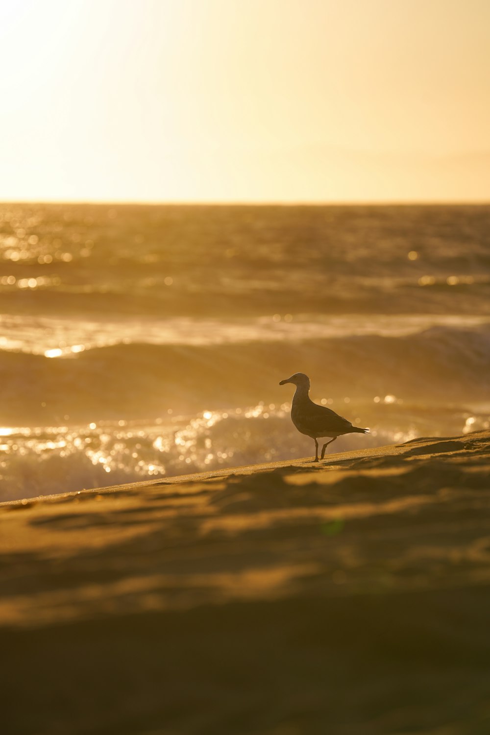 silhouette of bird on seashore during daytime