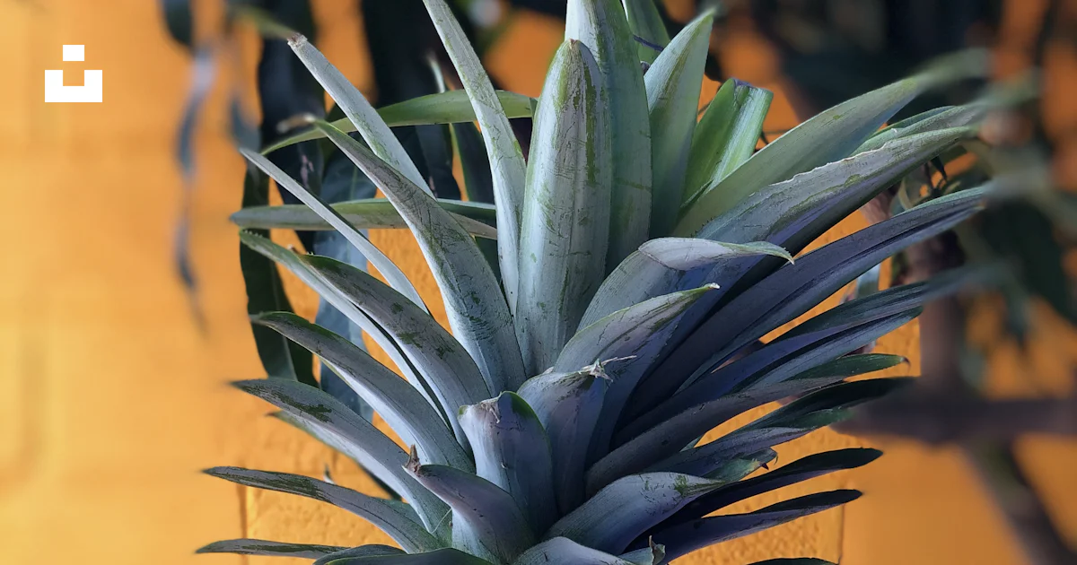 Piña en primer plano foto – Imagen de Bosque Estatal de Banthamari ...