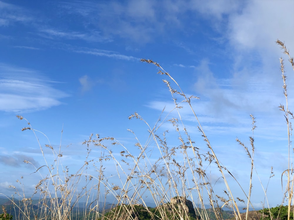 brown grass under blue sky during daytime