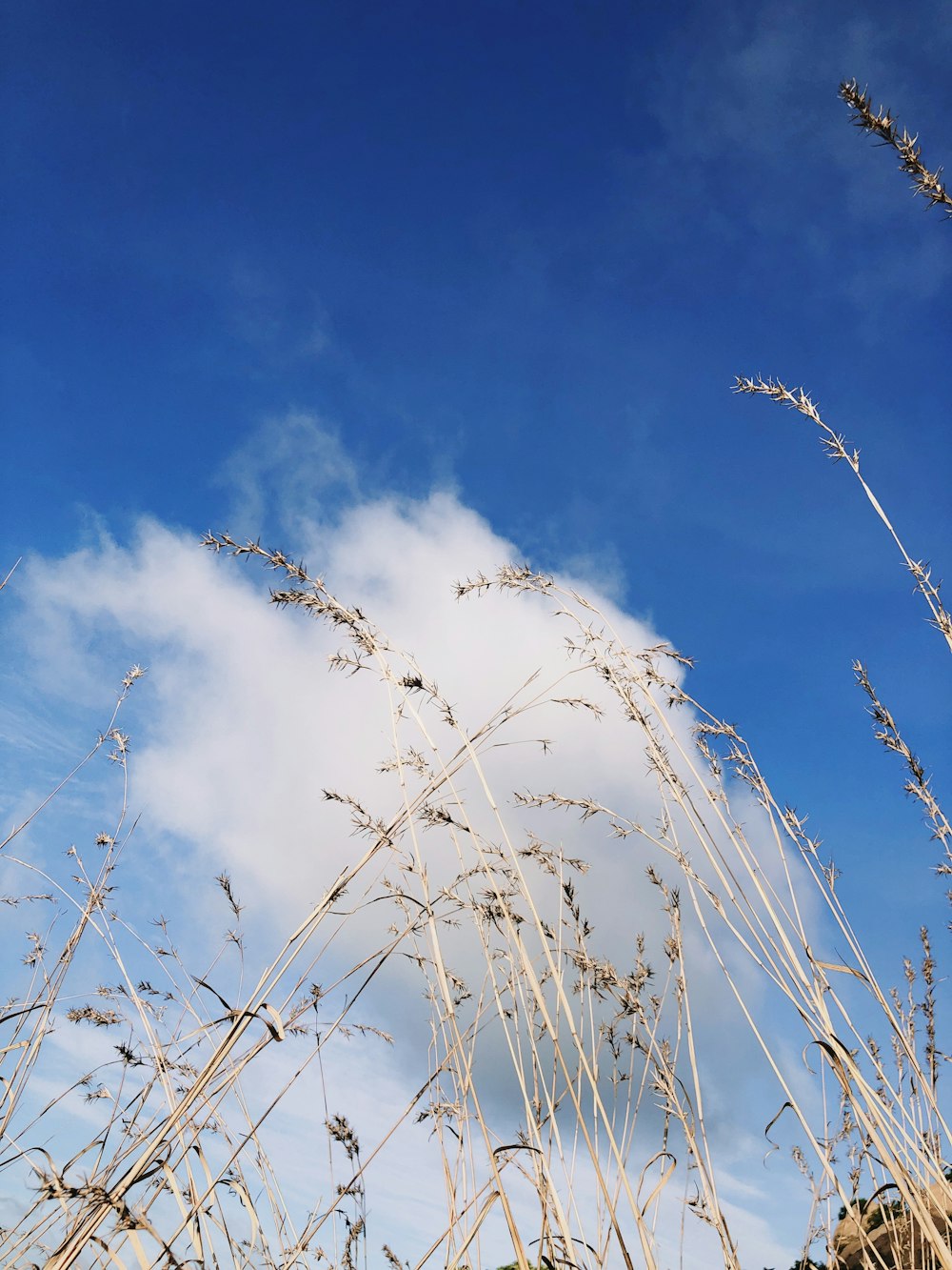 low angle photography of grass under blue sky during daytime