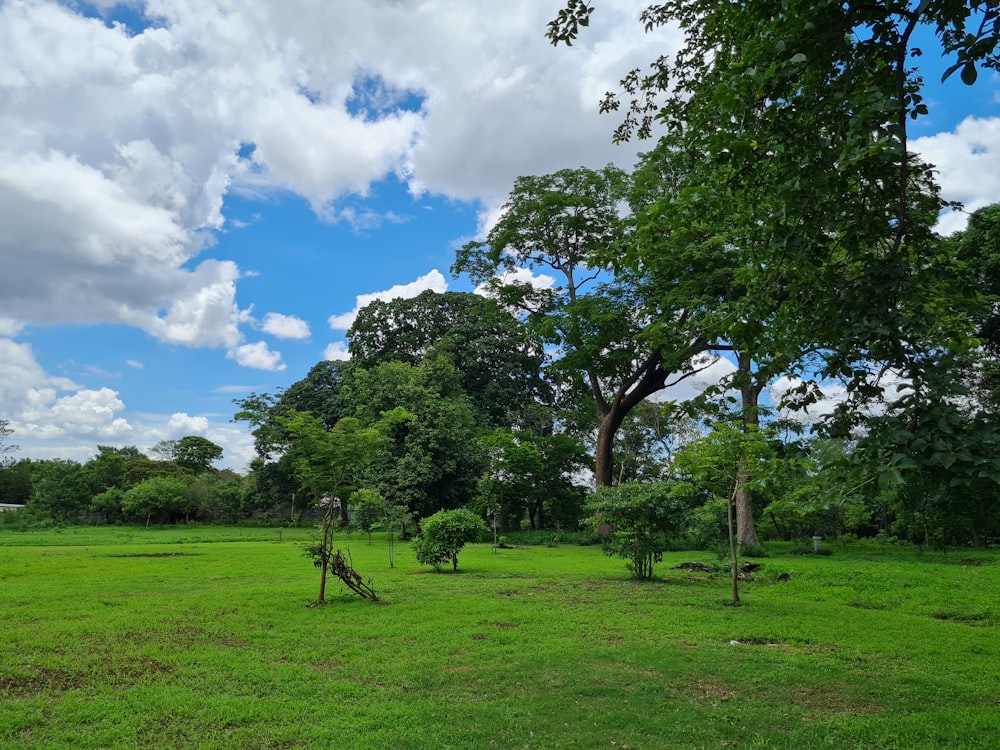 campo de grama verde com árvores sob o céu azul e nuvens brancas durante o dia