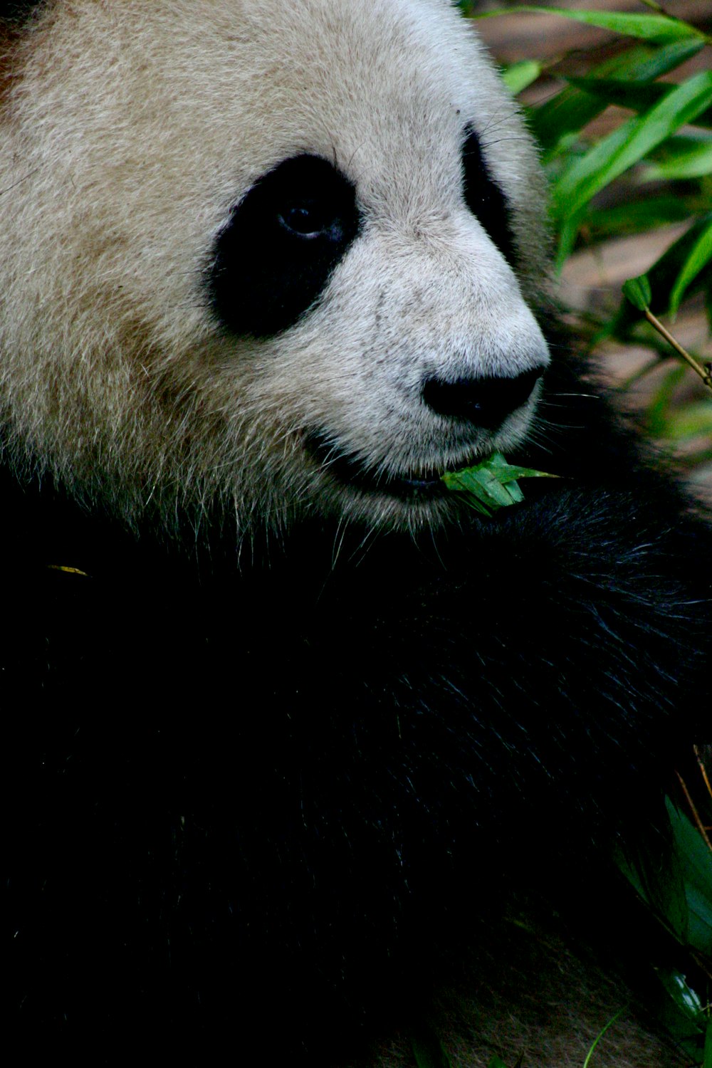 black and white panda on green grass during daytime