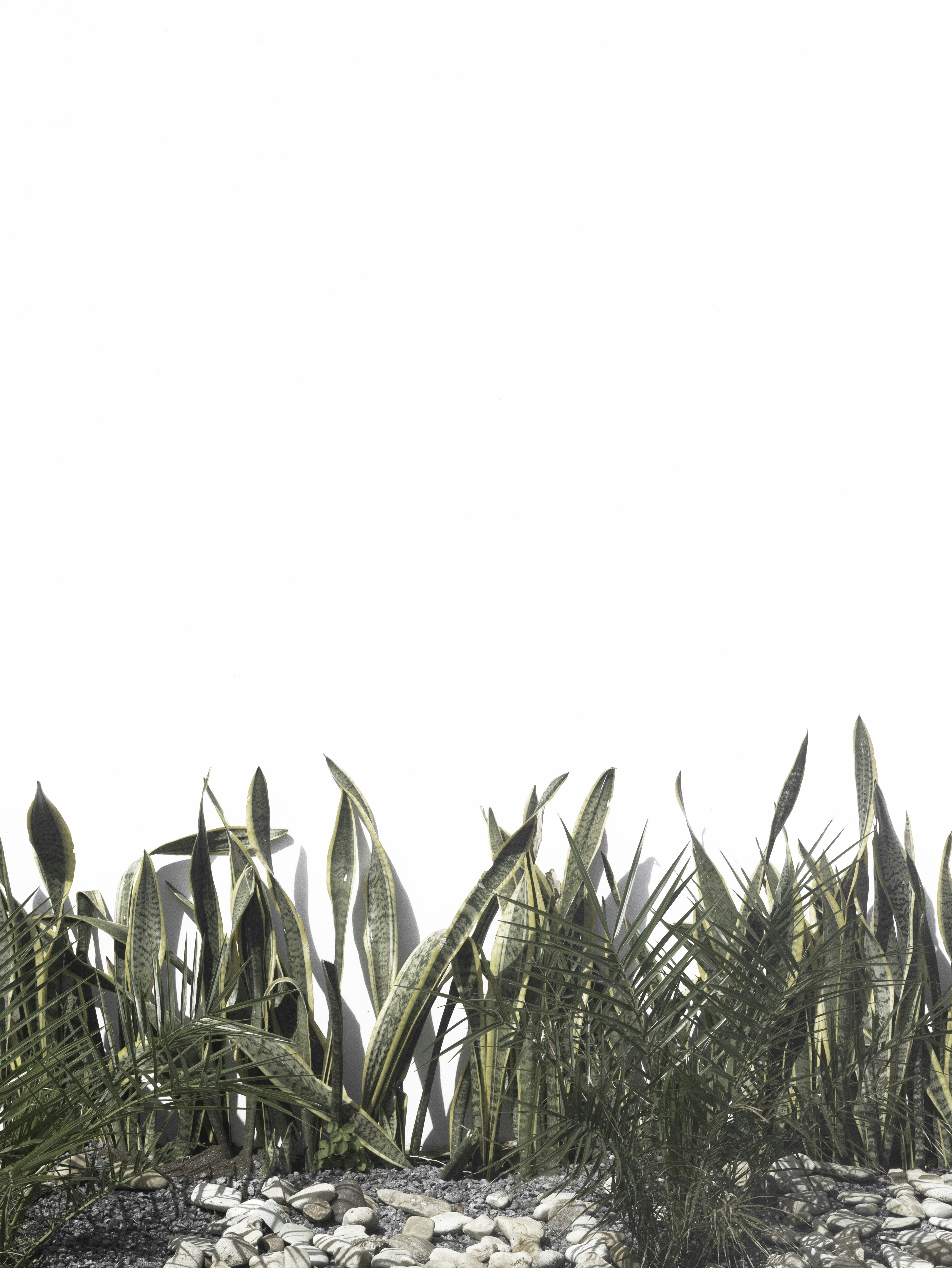 Sansevieria in a white background