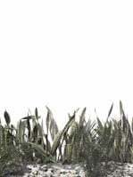 green leaves under white sky