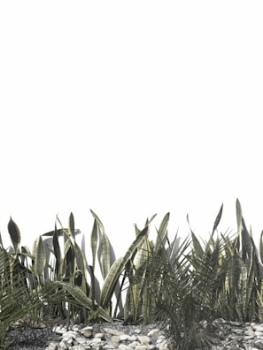 green leaves under white sky